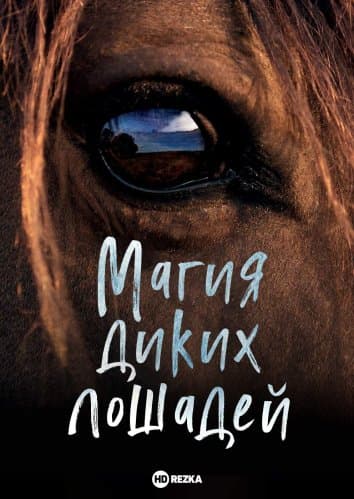 Магия диких лошадей.