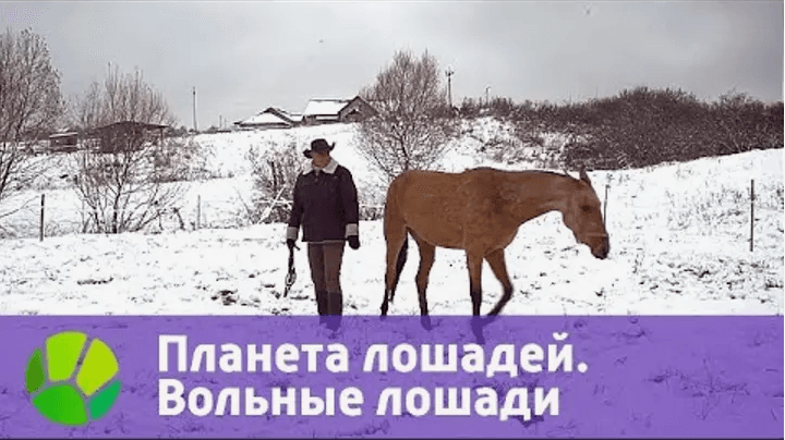Планета Лошадей. Вольные Лошади.